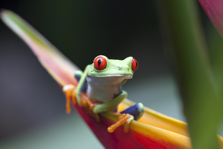 Close up of a red-eyed tree frog that lives in the cloud forests of Costa Rica