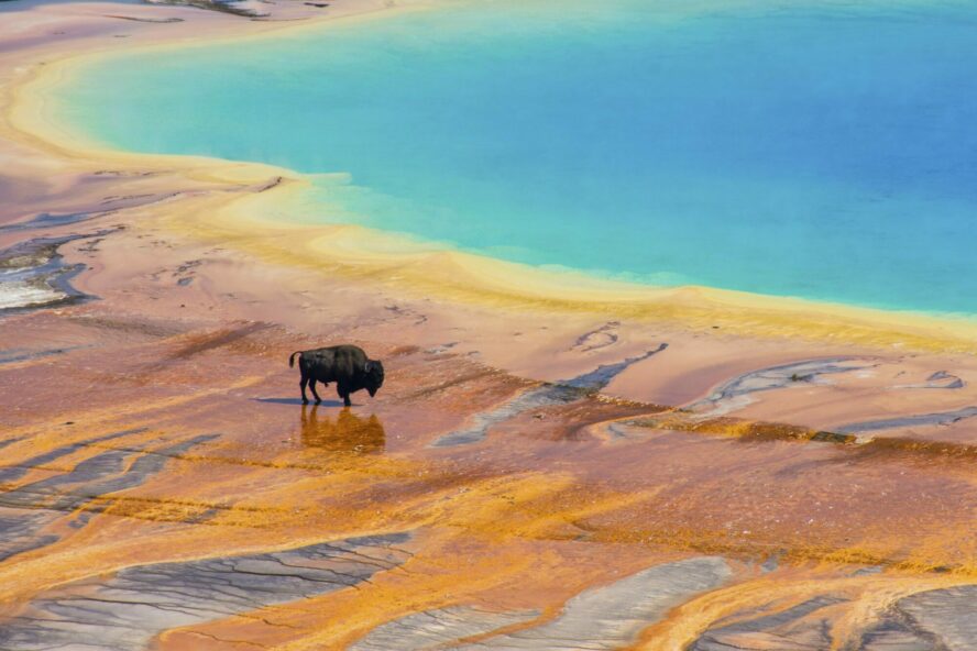 The Grand Prismatic Hot Spring is one of the many volcanic geologic features in Yellowstone.