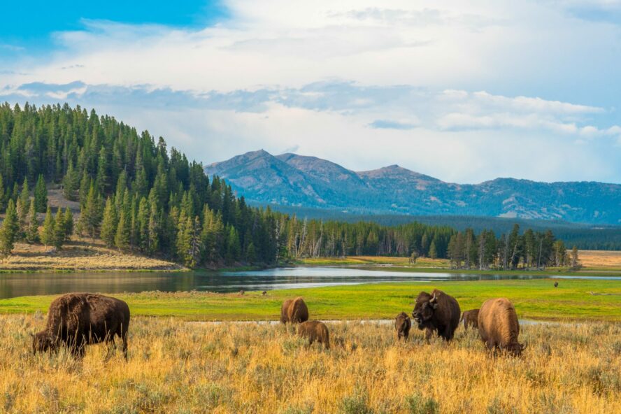 Bison roaming in the Hayden Valley in Yellowstone National Park.