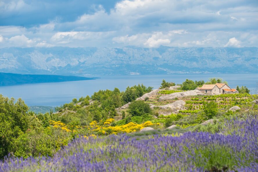 The sun shines over the lush foliage of Hvar. 