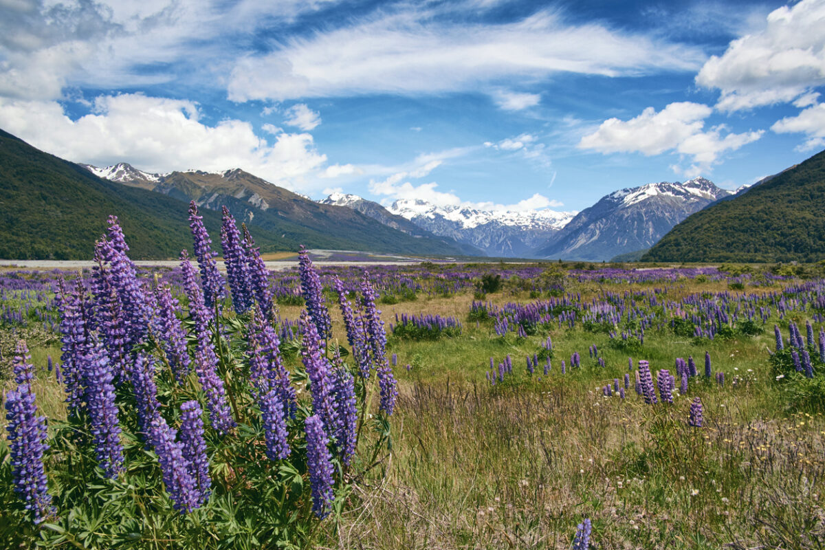 Mountain-ringed alpine valley with many purple flowers. Mountains in the distance are covered in snow. 