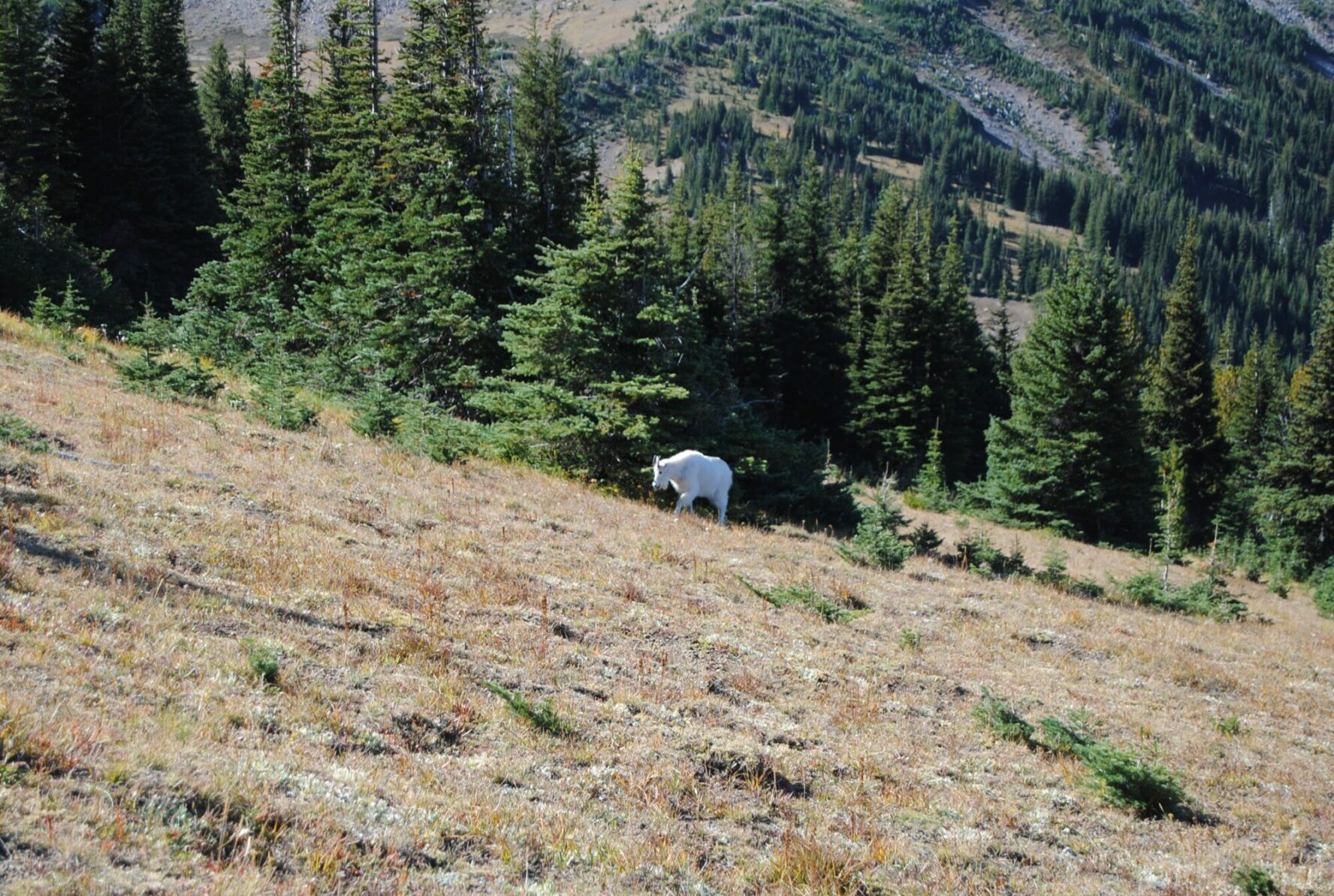 A mountain goat along the Burroughs Mountain Trail.
