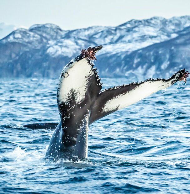 Backcountry skiing in Lyngen.