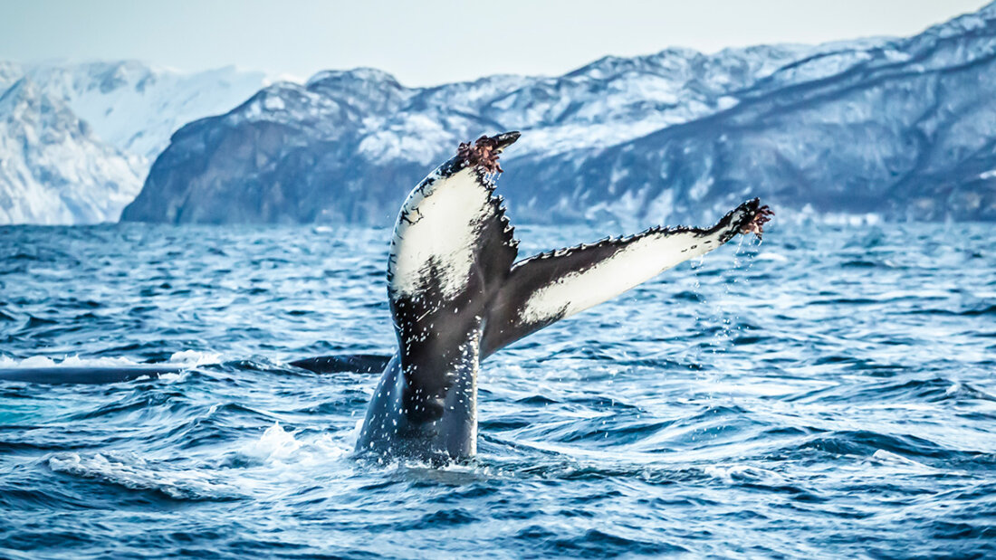 Whale’s tail breaching the water surface with snow-covered mountains out of focus in the distance.