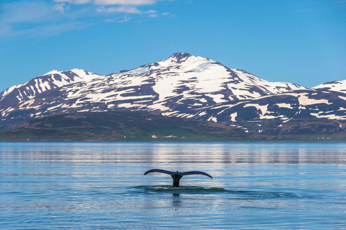 A whale tail submerging near Akureyri.