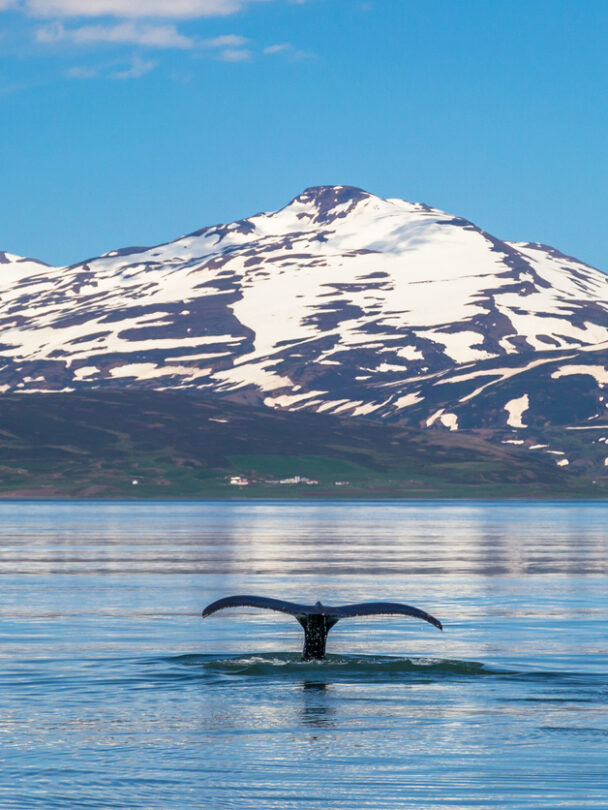 A backcountry skiing and van trip in Iceland