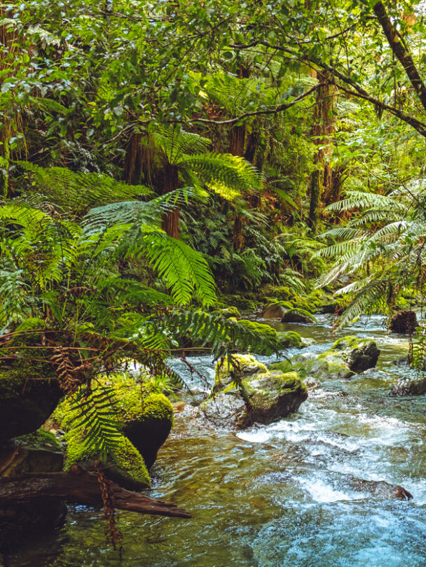 Guided New Zealand Ultimate hiking tour.