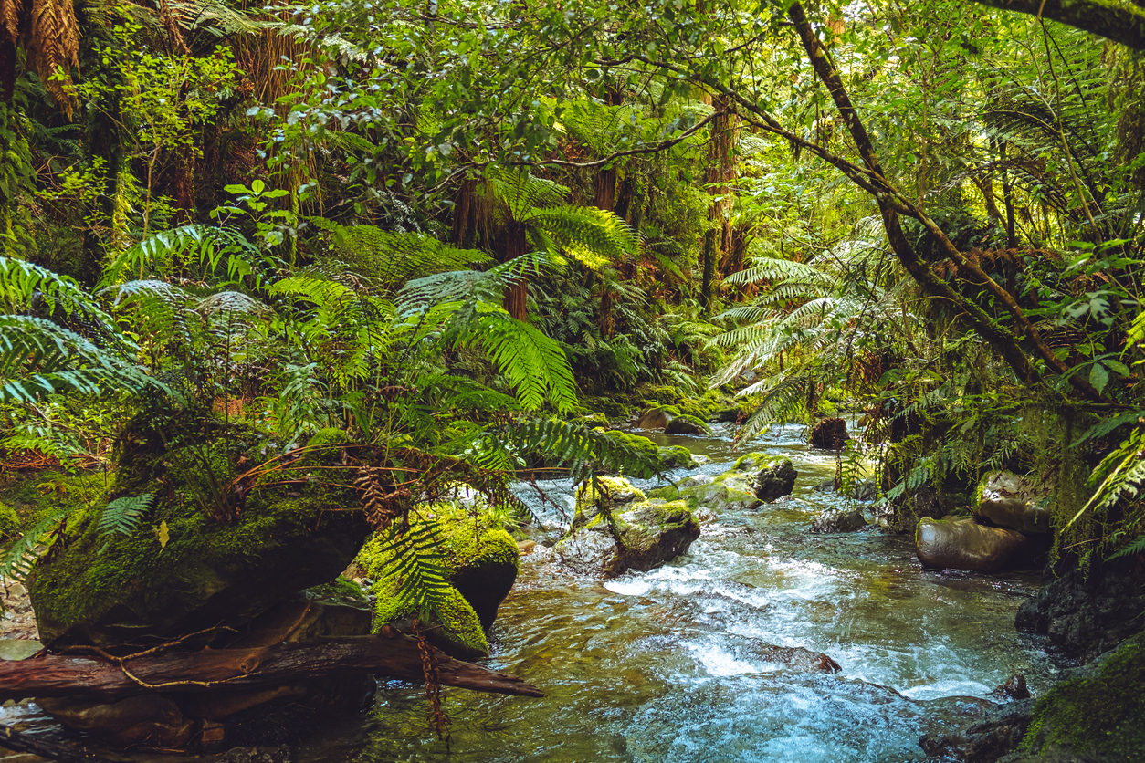 A stream surrounded by ferns and other lush tropical vegetation.