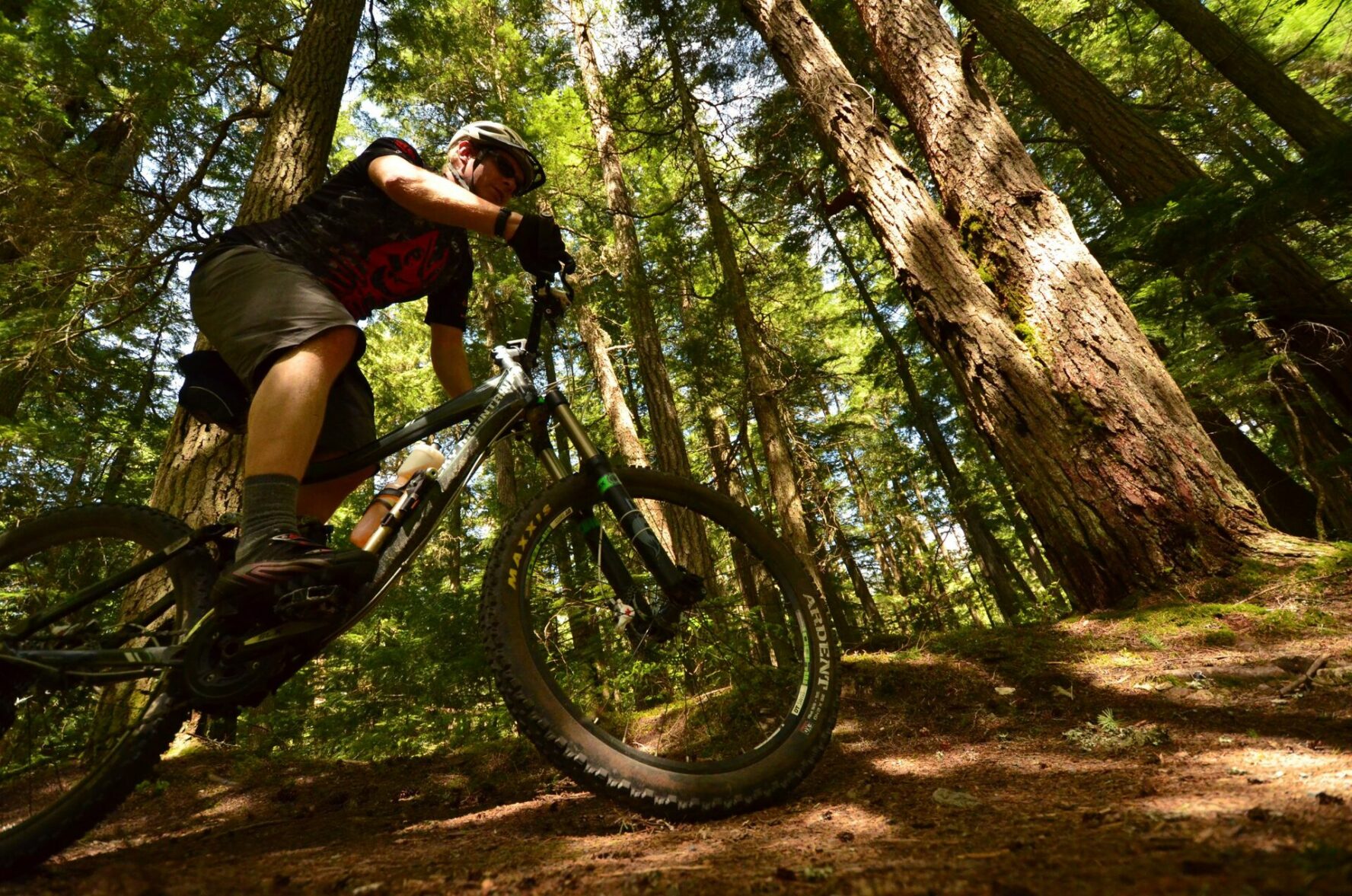 Biker on a forest trail
