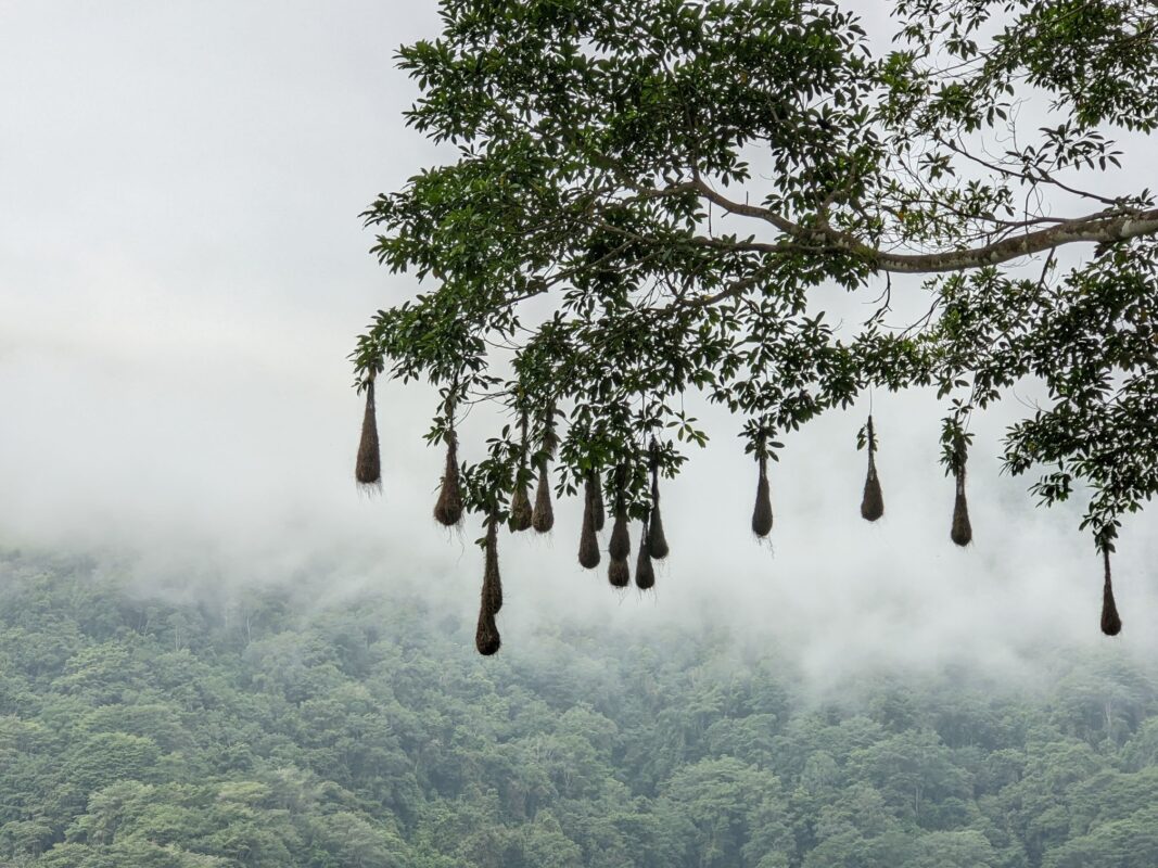 Bird nests hanging from trees.