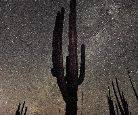A silhouette of a cactus seen against the backdrop of a starry sky.