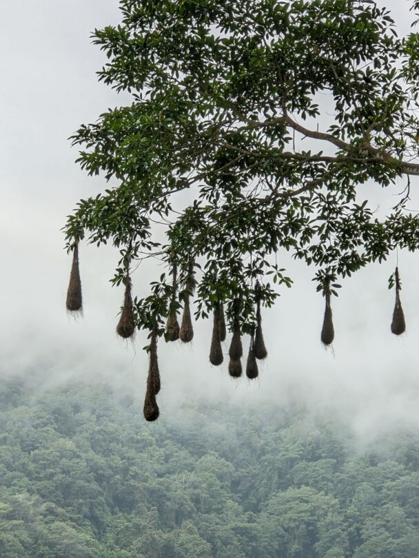 Guided hiking tour of Sierra Nevada.