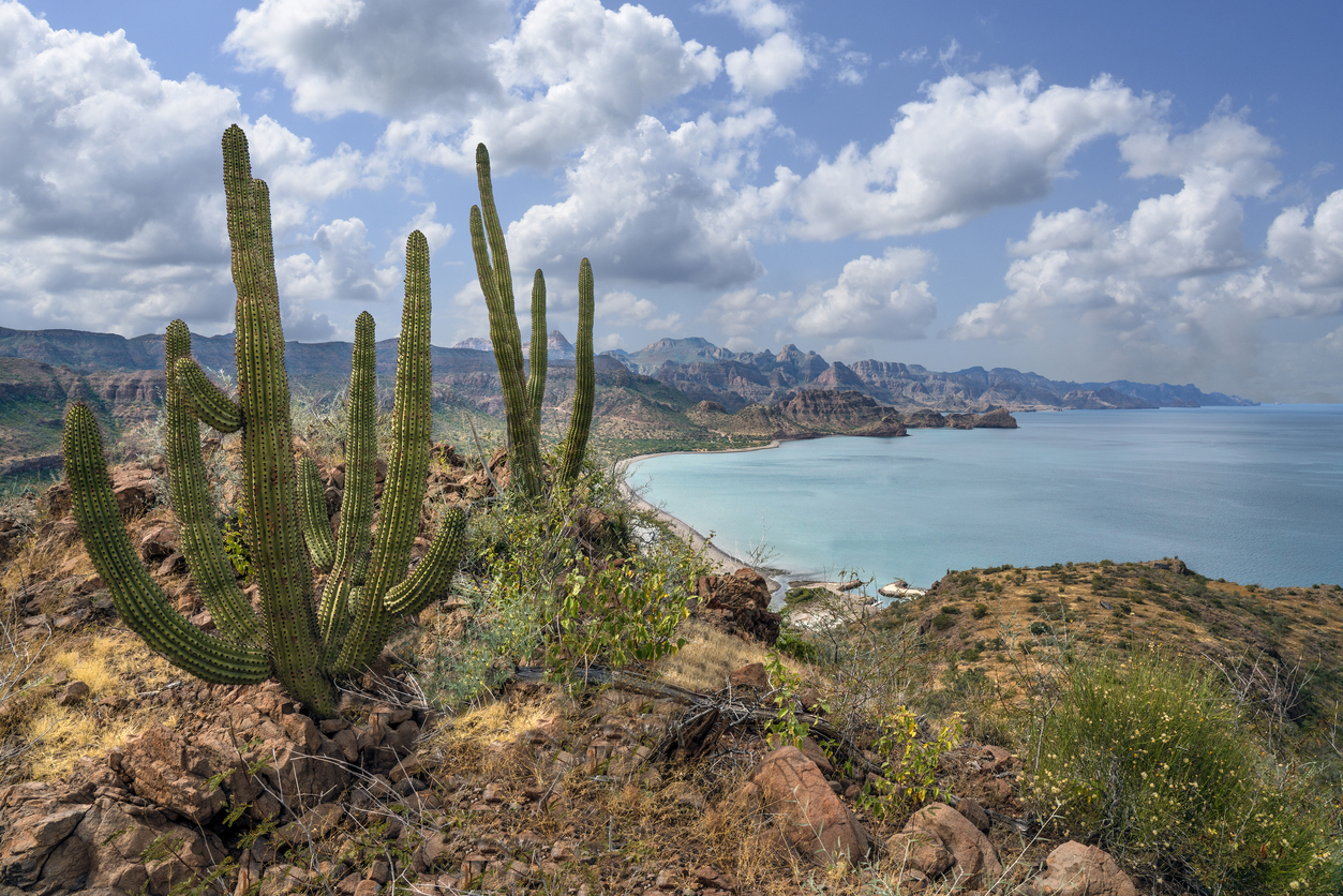 View of the Sea of Cortez from the Sonoran Desert with a cacti in the front part of the picture and sea and mountains in the background.