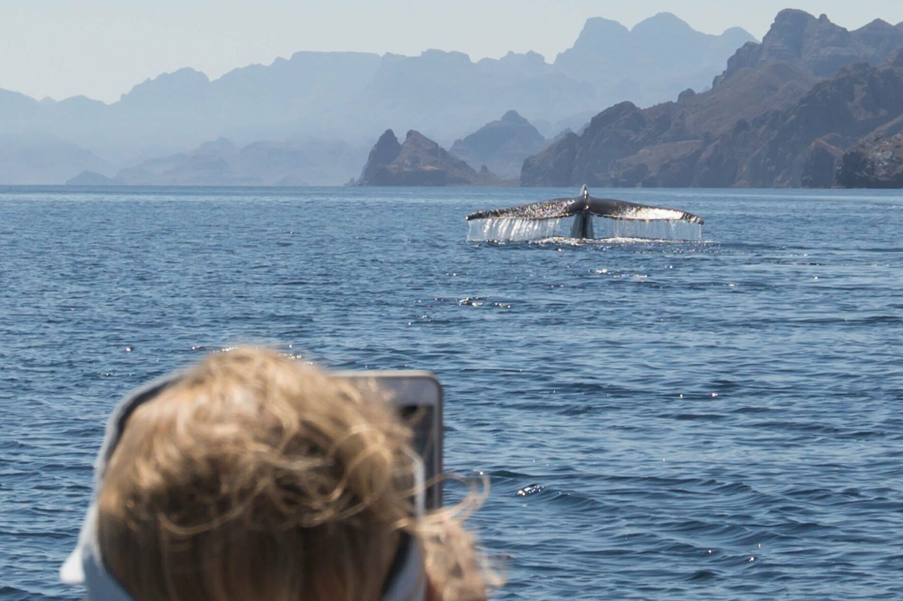 A person on the front part of the photo is out of focus and taking a picture of a whale as it breaches, which is in focus. There are steep rugged coastal mountains in the distance.
