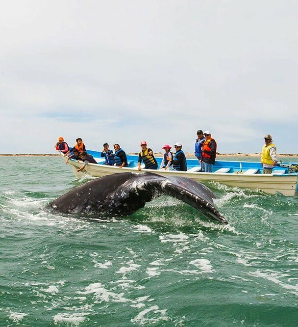 Guided kayaking adventure in Baja California Sur.