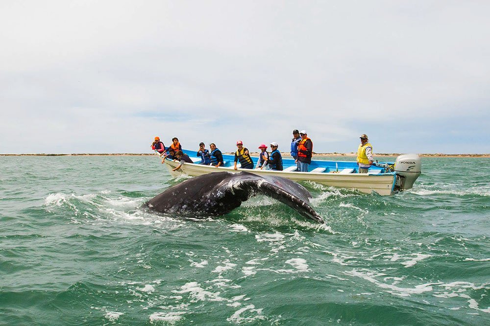 A group of people are in the boat close to the coast and are watching a whale breaching.