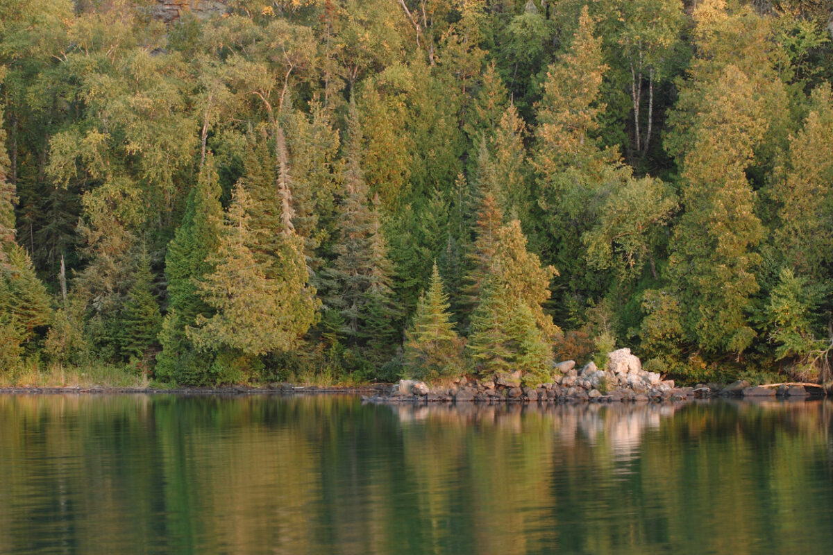 Chippewa forest and a lake.