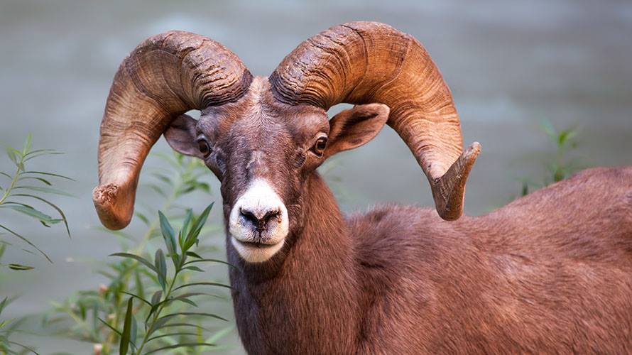 A close-up of a bighorn sheep in the Grand Canyon