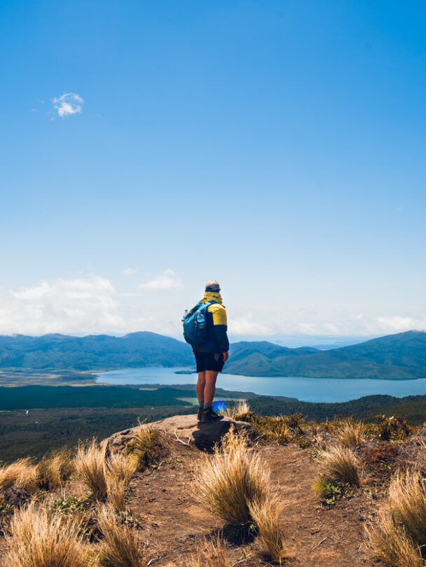 Desert bighorn sheep (Ovis canadensis nelsoni) is a subspecies of bighorn sheep (Ovis canadensis)