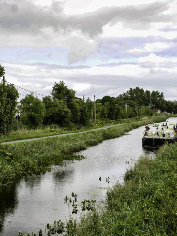 Iberian ibex or spanish wild goat, rare goat living only in spain