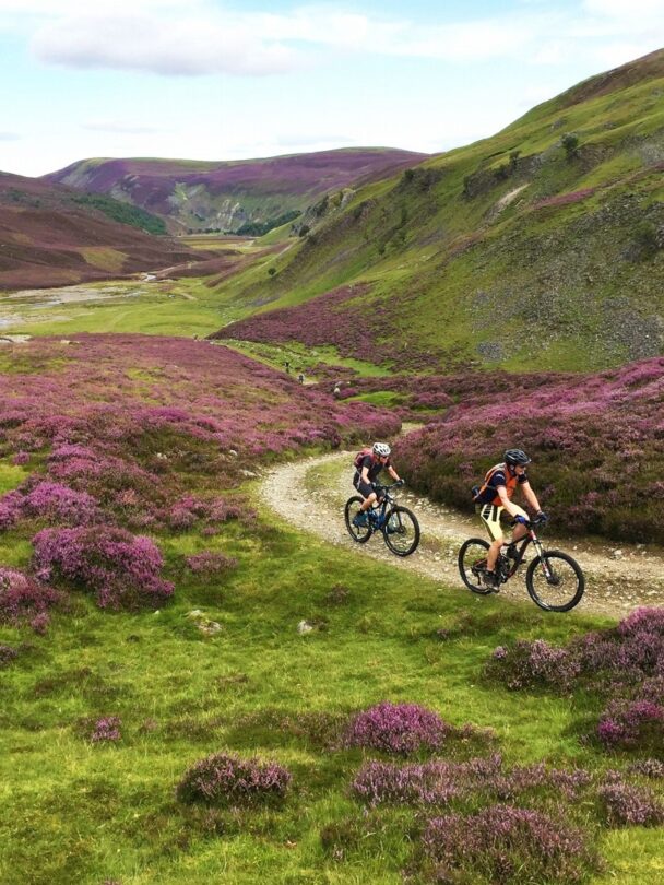 Iberian ibex or spanish wild goat, rare goat living only in spain