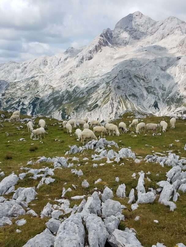 Guided hiking and culinary tour in Slovenia.