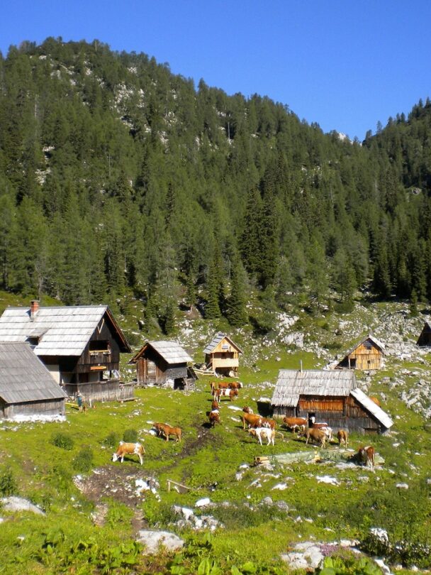 Guided hiking and culinary tour in Slovenia.