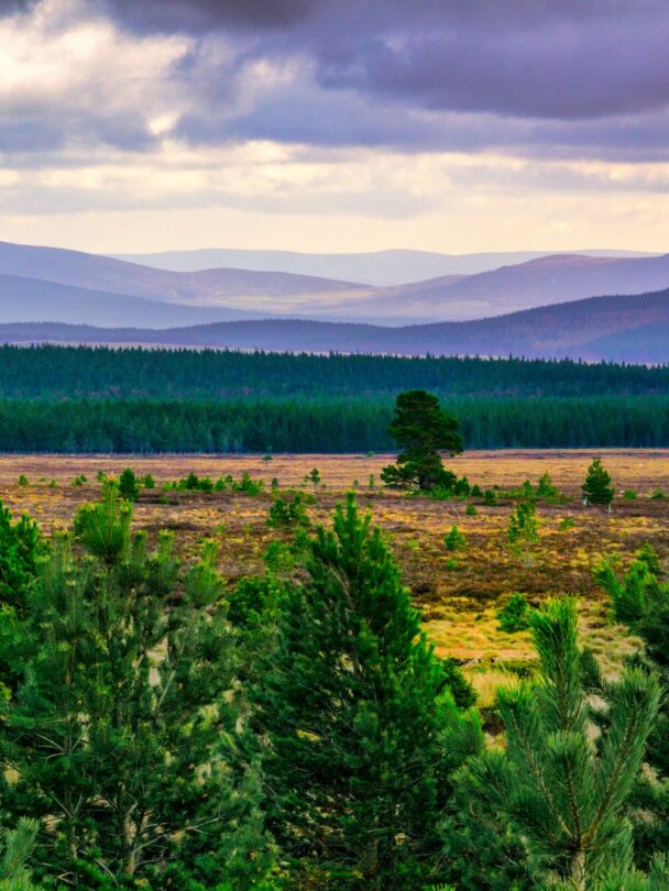 Glen Affric Coffee Break