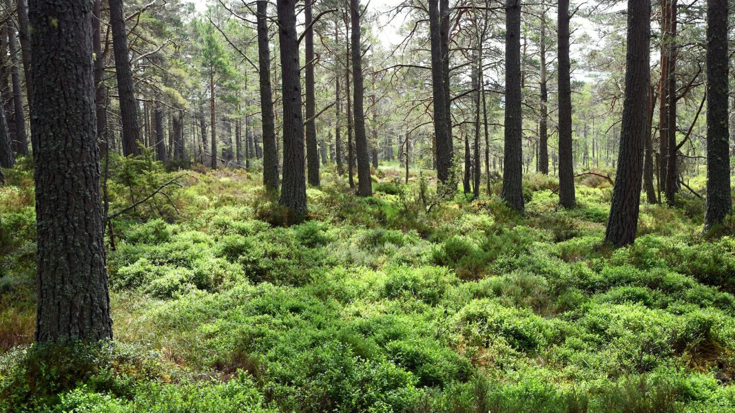 Abernethy Forest