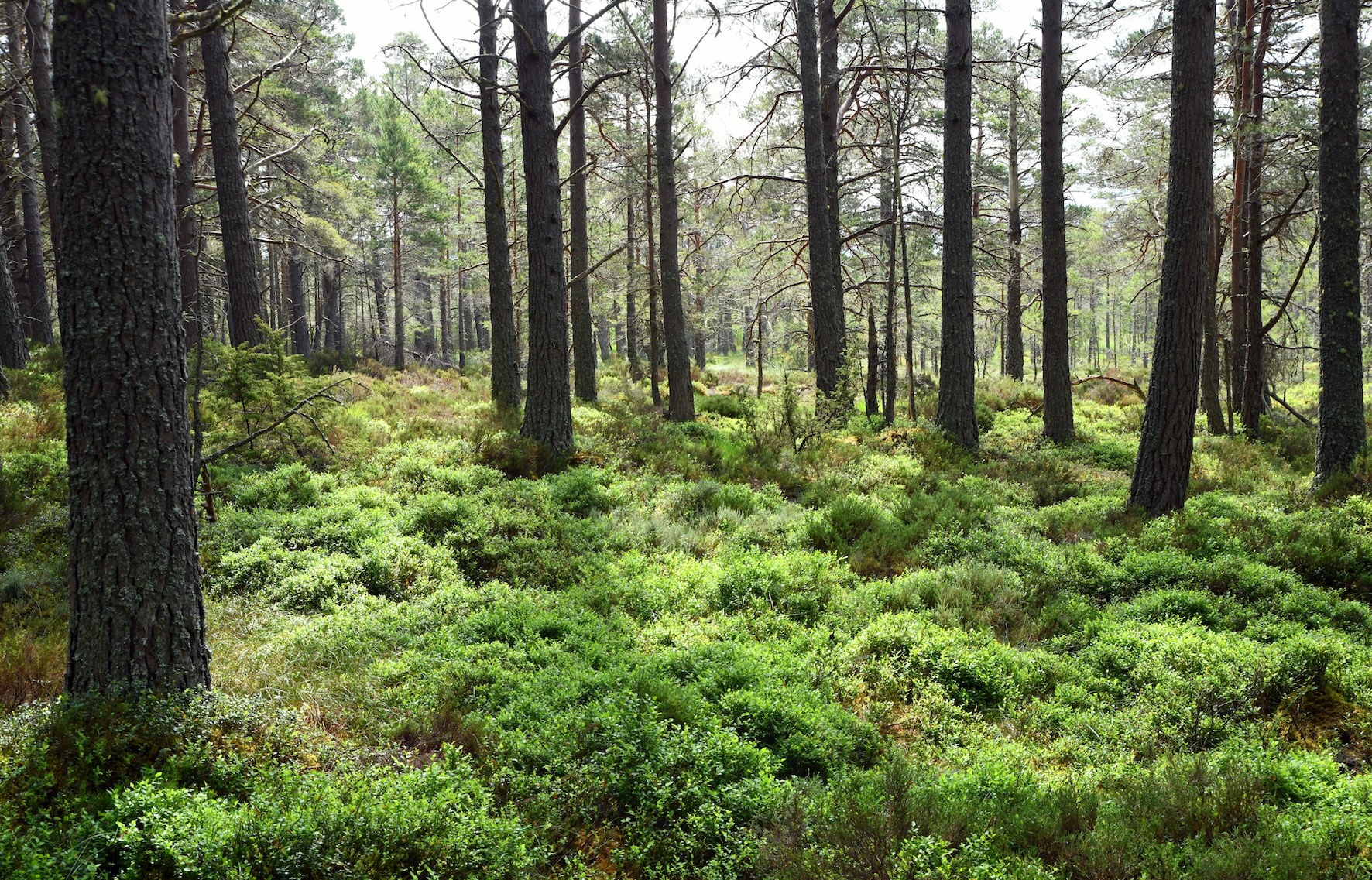 Abernethy Forest